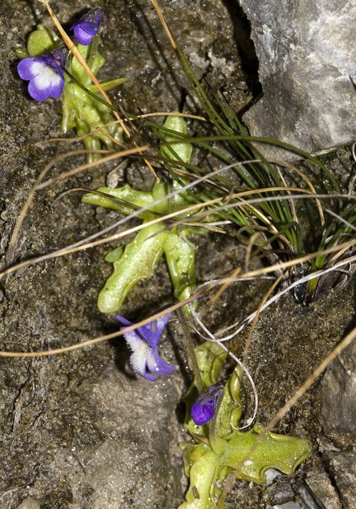 Pinguicula reichenbachiana / Erba unta di Reichenbach